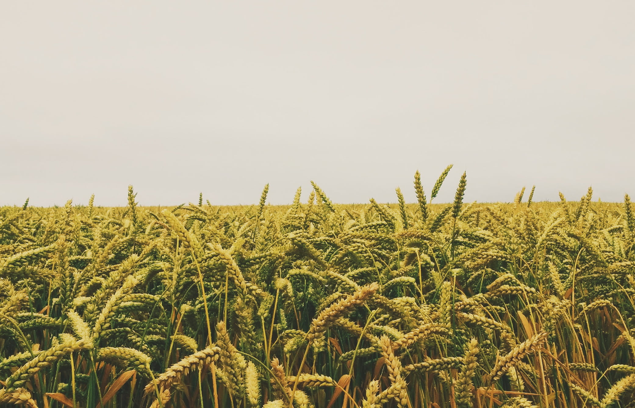 Юрист по земельным спорам в Белом Яре. Услуги земельного юриста.